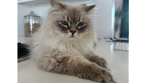 Lost Pet: Beauregard