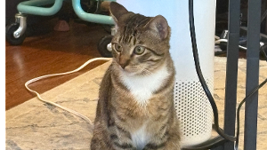 Lost Pet: Beaux