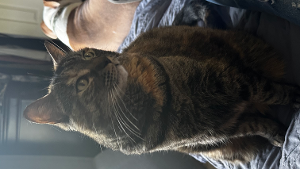 Lost Pet: Ally