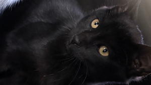 Lost Pet: Pepper