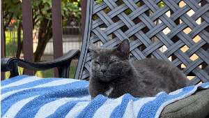 Lost Pet: Moonie