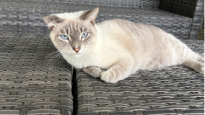 Lost Pet: Kumo Sushi Bel