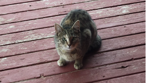 Lost Pet: Fiona