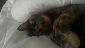 Lost Pet: Cleo