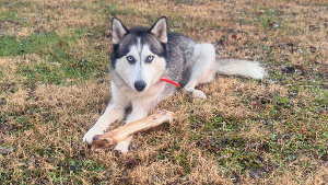 Lost Pet: REMMY
