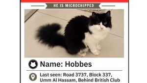 Lost Pet: Hobbes Sylvester