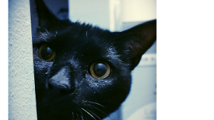 Lost Pet: Will