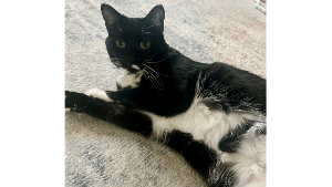 Lost Pet: Pip