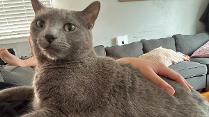 Lost Pet: ash