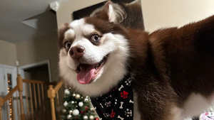Lost Pet: Boba