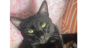 Lost Pet: Ozzy
