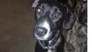 Lost Pet: Oreo