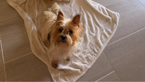 Lost Pet: Boni