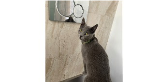 Lost Pet: Stevie