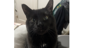 Lost Pet: Roronoa zoro