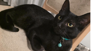 Lost Pet: Comet
