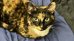 Lost Pet: Mama Cauldron