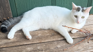 Lost Pet: Roo