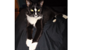 Lost Pet: Oreo