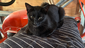Lost Pet: Hunter