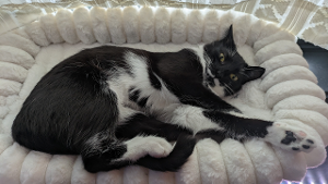 Lost Pet: Isabella