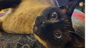 Lost Pet: Iroh