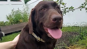 Lost Pet: Maya