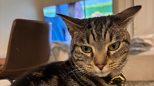 Lost Pet: Shadow