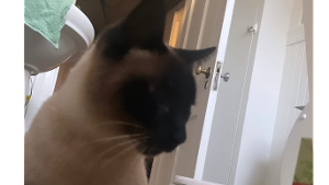 Lost Pet: BUBBA