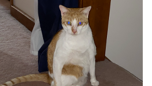 Lost Pet: Monkey