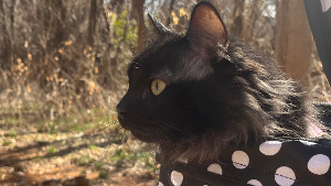 Lost Pet: Pam