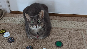 Lost Pet: Willow