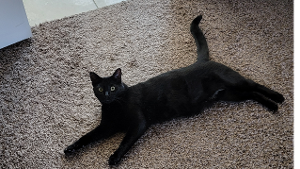 Lost Pet: Zurich