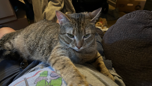 Lost Pet: Tabitha Catherine