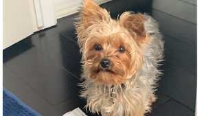 Lost Pet: Dolce