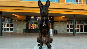 Lost Pet: Swarovski