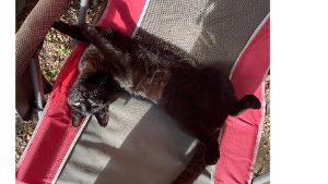 Lost Pet: Cola