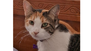 Lost Pet: CALI