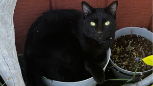 Lost Pet: Mozzie