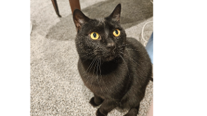 Lost Pet: Boo