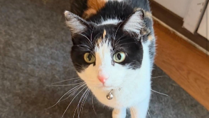 Lost Pet: Rain