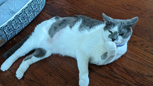 Lost Pet: Nancy