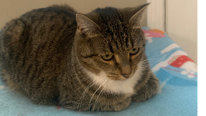 Lost Pet: Polly