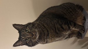 Lost Pet: Roman (only replies to 