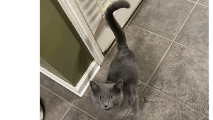 Lost Pet: Smokey