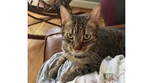 Lost Pet: Oliver