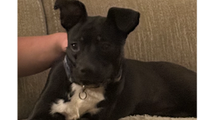 Lost Pet: Sage