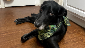 Lost Pet: Tazz