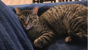 Lost Pet: Mayhem
