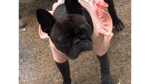 Lost Pet: Milli